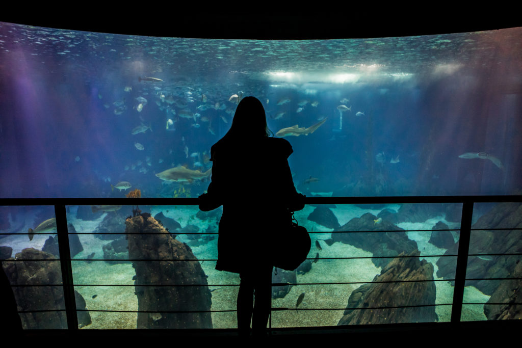 Lisbon Oceanarium