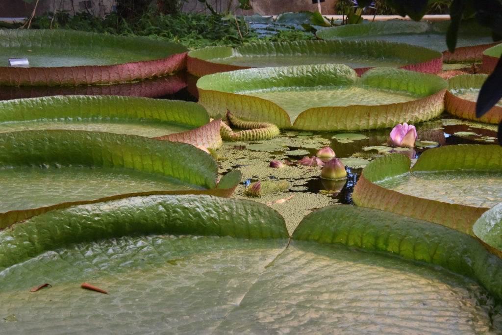 tropical Lilly garden Stockholm