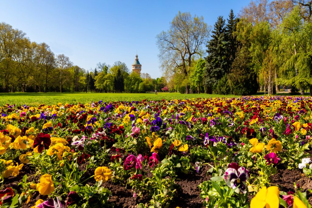 Garden filled with flowers